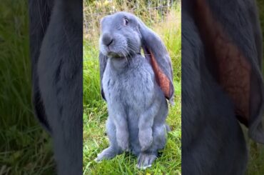 cute rabbit.,#shorts