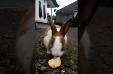 Cute Rabbit Eating Salacca #shorts