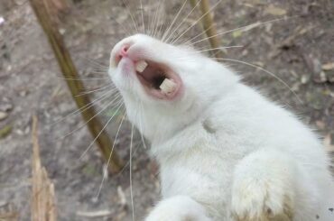 Cute rabbit screaming sound / baby bunny