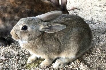 The fat baby bunny is super cute!