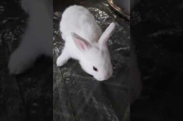 cute bunny ever
