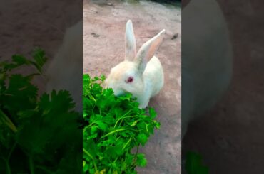 cute baby rabbit | baby bunny eating | cute pets | cute puppies | baby animal #shorts #shorts #