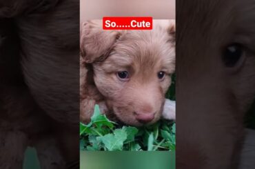 Cute bunny rabbit and puppy #shorts #ytshorts #shortsfeed #youtubeshorts #short #bunny #puppy #viral