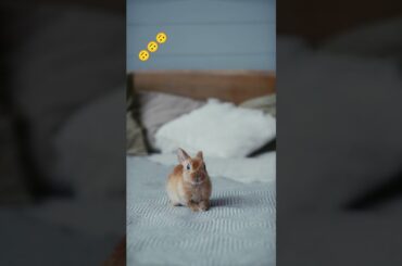 Cute rabbit #shorts #cute #rabbit