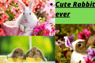 Cute Rabbit/cute Rabbit/cute Pet's/sweetie