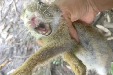 Catching a screaming baby bunny rabbit | 100% real wild rabbit scream