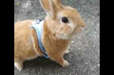 The weather was nice | Cute Rabbits Cute Bunny Funny Video Compilation Aww #Shorts