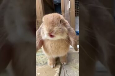 A cute bunny. #shorts #cute