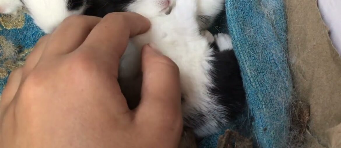 Cute Rabbit Sleeping #shorts #pets Cute Rabbit Sleeping #shorts #pets