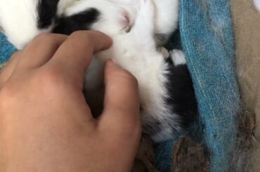 Cute Rabbit Sleeping #shorts #pets