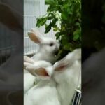 white baby rabbits eating... #enjoy #eatingfood #shortvideo #whiterabbit #cute #babyrabbit