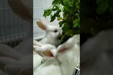 white baby rabbits eating... #enjoy #eatingfood #shortvideo #whiterabbit #cute #babyrabbit