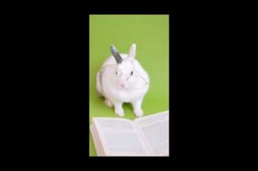 Cute rabbit funny #pets #shorts #rabbit #rabbitlovers #pettok #petslover #petsworld