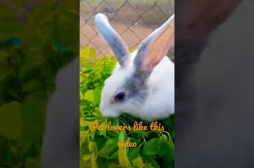 Cute rabbit shorts #shorts #rabbit #whiterabbit  #cuterabbit #trendingshorts #wearebulletproof