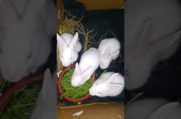 Hungry Cute Rabbit #shorts