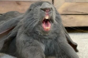 Cute Baby Rabbit Videos | Cutest Rabbit Videos Compilation 2022