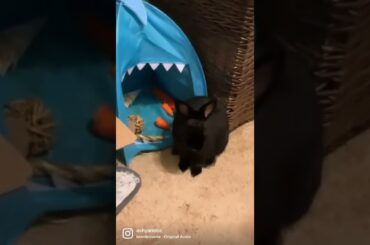 Viral cute rabbit