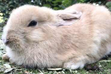 This sleepy baby bunny is super cute!
