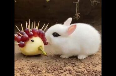 Cute Rabbit #shorts