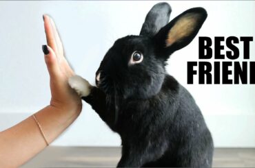 How to Get Your Rabbit to Like You