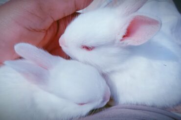 Funny and Cute Baby Rabbit Videos- Baby Animal Video Compilation (2022)