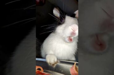 Cute Rabbit