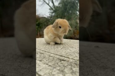 Cute rabbit.