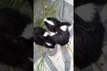 cute bunny eating grass. bunny. baby rabbit
