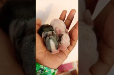 Cute rabbit shorts #shorts #rabbit #whiterabbit  #cuterabbit #trendingshorts #canwekissforever