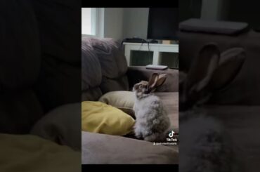 Lola Being gorgeous. #rabbit #pets #cute #bunny