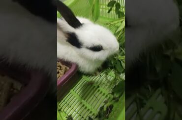 black and white baby rabbit.. #baby #bunnies #cute #rabbitbaby #shortvideo #eatingfood
