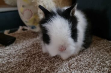 cute Rabbit Baby Bunny  4K