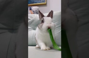 Imposter Cute Rabbit  Cute Rabbit #00168 61