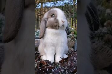 cute rabbit