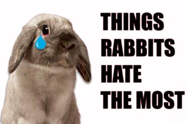 13 THINGS RABBITS HATE THE MOST