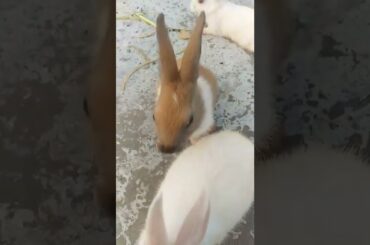 Very Cute Rabbit Short Videos || #rabbit #khargosh #bunny