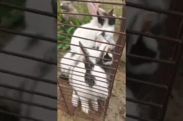 Cute Baby Bunny Rabbit #shorts