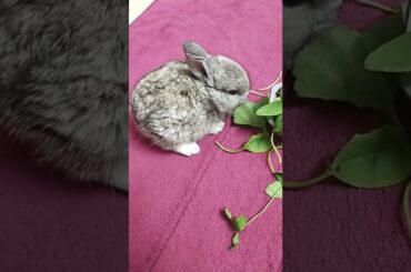 #babyrabbit  #cute #shortvideo #eatingfood #cutebaby #Flemishrabbitbaby #bunnylife #grayrabbit