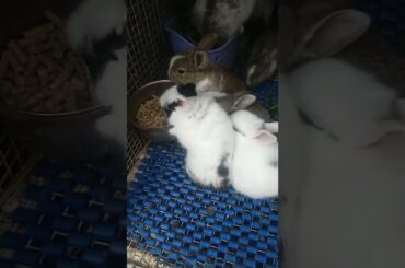 #rabbit #babyrabbit #baby #bunnies #cute #rabbitbaby #shortvideo #eatingfood #White