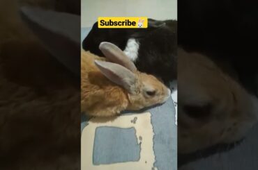 cute bunny sleeping #bunny #shorts