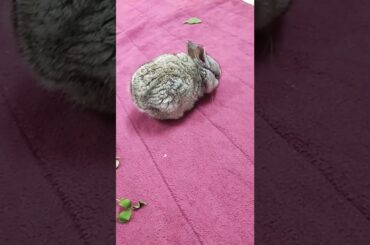 #cute #babyrabbit