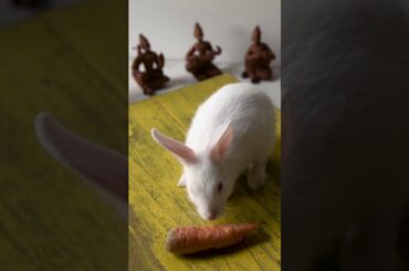 Cute Bunny Eating Carrot | Baby Rabbit |  Cute Bunny #shorts