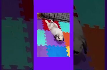 Cute Bunny doing Yoga | Verry Funny Rabbit | Holland Lop | #Shorts