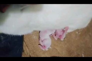The rabbit is feeding her babies.rabbit lover bd.