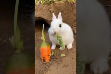 Rabbit #shorts #cute #rabbit #funny #youtubeshorts #shortvideo #animal