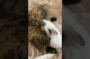 A Cute Cat And A Cute Rabbit | #shorts #animals #cute #pets