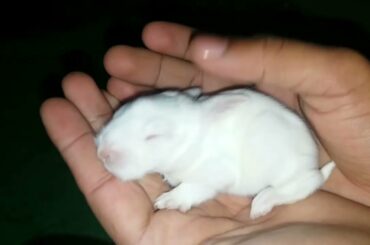 Cute bunny want to sleep in hands. Bunny | Rabbits #Shorts #short #shortvideos #shortsvideos