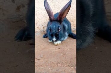 Cute rabbit shorts #shorts #rabbit #whiterabbit  #cuterabbit #trendingshorts #trending