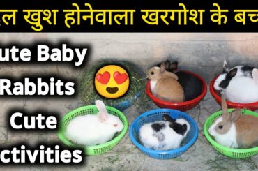 Baby Rabbit | Rabbit Baby | Baby Rabbits | Rabbit