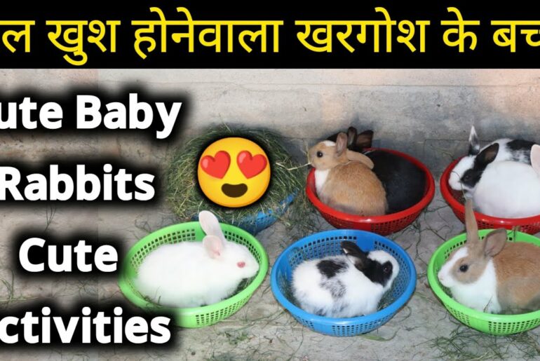 Baby Rabbit | Rabbit Baby | Baby Rabbits | Rabbit
